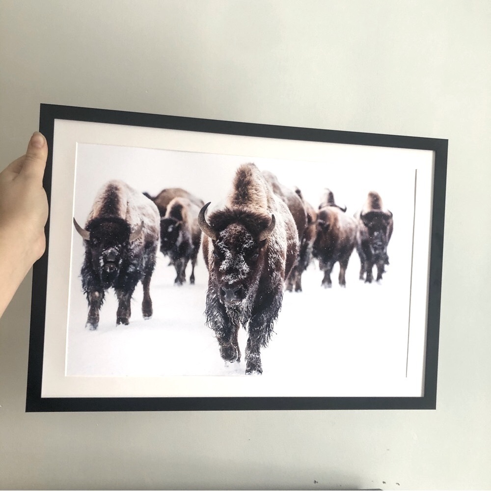 19 x13 " Buffalo snow winter photography art print matte nature wall art - Picture 2 of 5